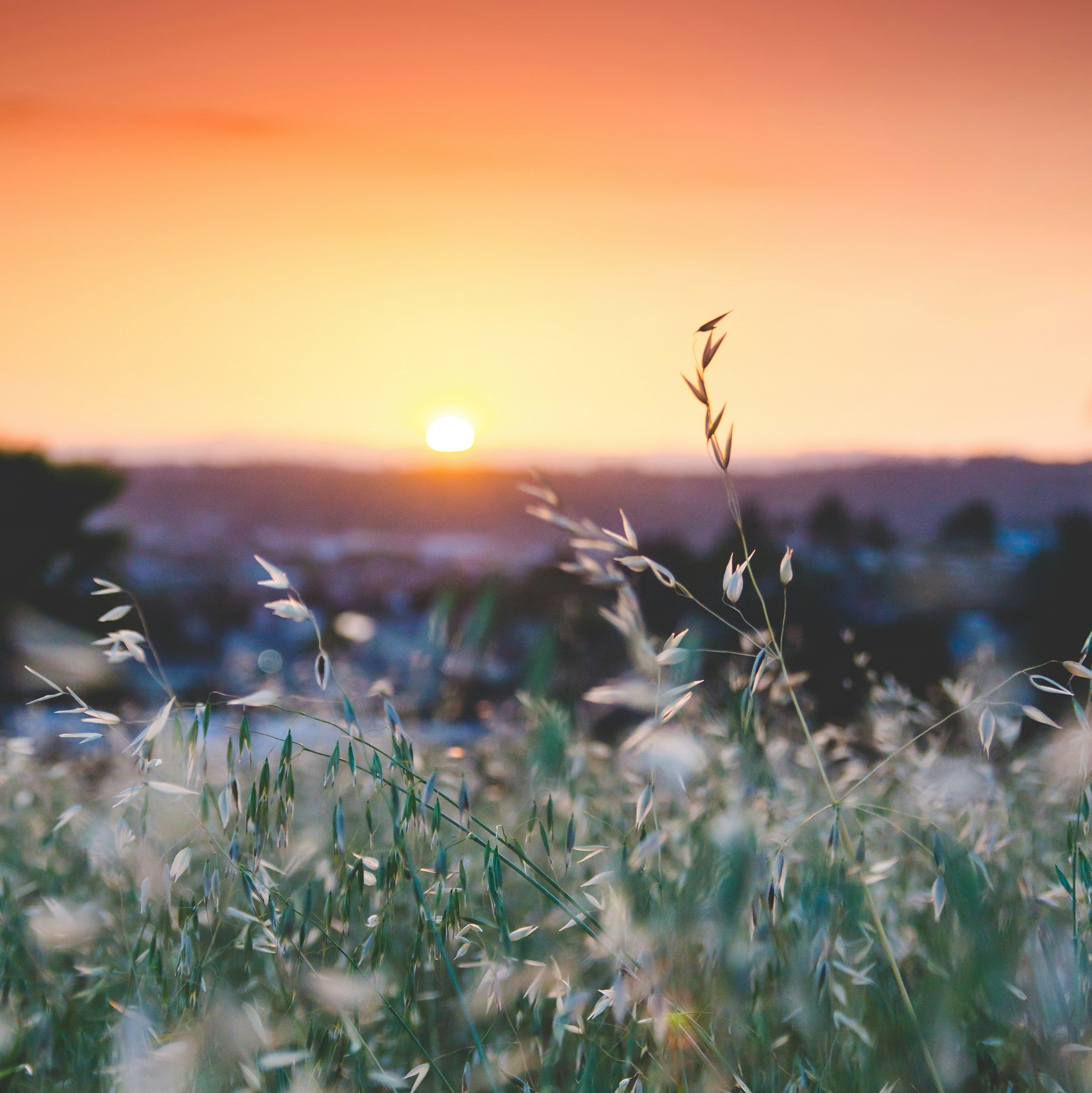 Sunset and nature