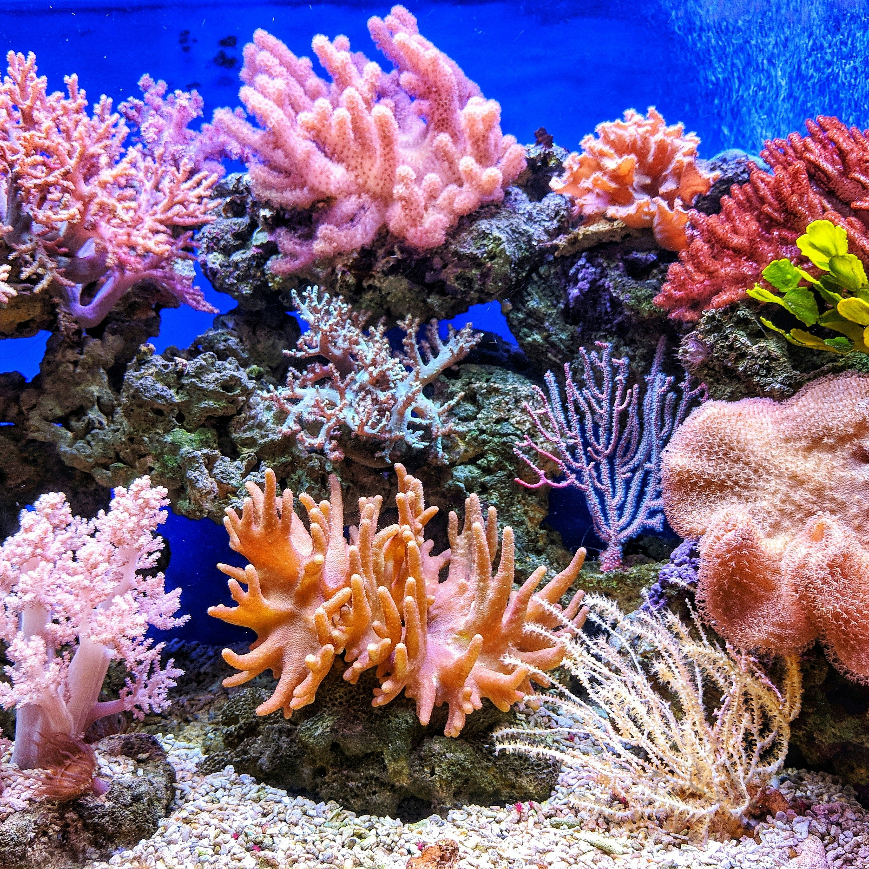 Coral